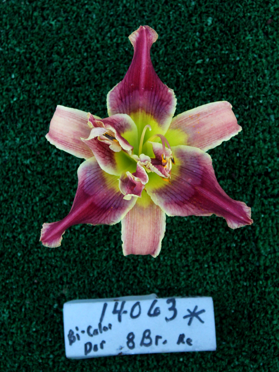 Topguns Ghost Rider, Daylily